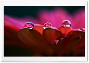 Dew On Petals Macro Ultra HD Wallpaper for 4K UHD Widescreen desktop, tablet & smartphone