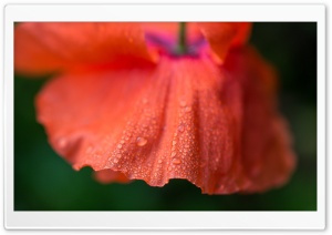 Dew on Poppy Ultra HD Wallpaper for 4K UHD Widescreen desktop, tablet & smartphone