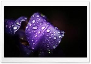 Dew On Purple Petals Ultra HD Wallpaper for 4K UHD Widescreen desktop, tablet & smartphone