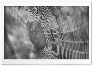 Dew On Spider Web Macro Ultra HD Wallpaper for 4K UHD Widescreen desktop, tablet & smartphone