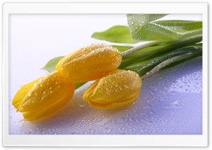 Dew On Yellow Tulips Ultra HD Wallpaper for 4K UHD Widescreen desktop, tablet & smartphone