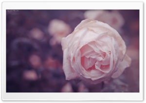 Dew Rose Ultra HD Wallpaper for 4K UHD Widescreen desktop, tablet & smartphone