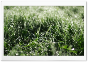 Dewdrops Grass Ultra HD Wallpaper for 4K UHD Widescreen desktop, tablet & smartphone
