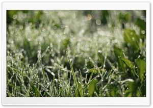 Dewdrops Grass ll Ultra HD Wallpaper for 4K UHD Widescreen desktop, tablet & smartphone