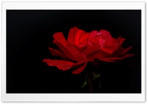 DewDrops on a Red Rose Ultra HD Wallpaper for 4K UHD Widescreen desktop, tablet & smartphone