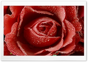 Dewy Red Rose Ultra HD Wallpaper for 4K UHD Widescreen desktop, tablet & smartphone