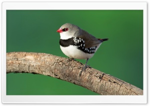 Diamond Firetail Finch Bird Ultra HD Wallpaper for 4K UHD Widescreen Desktop, Lockscreen, Screensaver, TV, Tablet, Smartphone