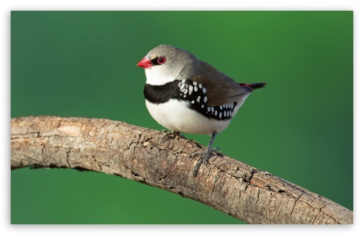 Diamond Firetail Finch Bird UltraHD Wallpaper for UHD 16:9 2160p 1440p 1080p 900p 720p ; 8K UHD TV 16:9 Ultra High Definition 2160p 1440p 1080p 900p 720p ; UltraWide 21:9 24:10 ; Widescreen 16:10 5:3 WHXGA WQXGA WUXGA WXGA WGA ; Fullscreen 4:3 5:4 3:2 UXGA XGA SVGA QSXGA SXGA DVGA HVGA HQVGA ( Apple PowerBook G4 iPhone 4 3G 3GS iPod Touch ) ; Tablet 1:1 ; Mobile 9:16 3:4 - ;