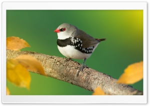 Diamond Firetail Finch Bird on a Branch Ultra HD Wallpaper for 4K UHD Widescreen Desktop, Lockscreen, Screensaver, TV, Tablet, Smartphone