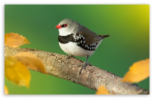 Diamond Firetail Finch Bird on a Branch UltraHD Wallpaper for UHD 16:9 2160p 1440p 1080p 900p 720p ; 8K UHD TV 16:9 Ultra High Definition 2160p 1440p 1080p 900p 720p ; UltraWide 21:9 24:10 ; Widescreen 16:10 5:3 WHXGA WQXGA WUXGA WXGA WGA ; Fullscreen 4:3 5:4 3:2 UXGA XGA SVGA QSXGA SXGA DVGA HVGA HQVGA ( Apple PowerBook G4 iPhone 4 3G 3GS iPod Touch ) ; Tablet 1:1 ; Mobile 9:16 2:3 3:5 3:4 - ;