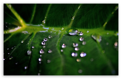 Diamonds On A Green Leaf UltraHD Wallpaper for HD 16:9 ; Widescreen 16:10 5:3 ; Fullscreen 4:3 5:4 3:2 ;