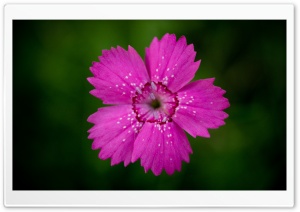 Dianthus Ultra HD Wallpaper for 4K UHD Widescreen desktop, tablet & smartphone