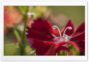 Dianthus Flower Macro Ultra HD Wallpaper for 4K UHD Widescreen desktop, tablet & smartphone
