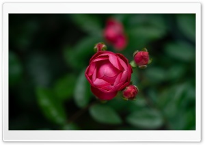 Dick Koster Rose Buds 4K UHD Wallpaper for Widescreen and UltraWide Desktop, UltraHD TV, Smartphone, Tablet