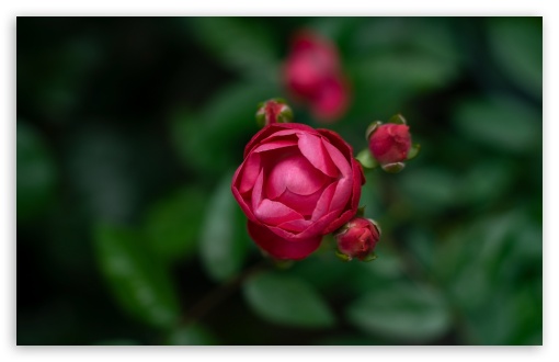 Dick Koster Rose Buds UltraHD Wallpaper for UHD 16:9 ; HD 16:9 ; UltraWide 21:9 24:10 32:9 32:10 ; Widescreen 16:10 5:3 ; Fullscreen 4:3 5:4 3:2 ; Tablet 1:1 ; Mobile 9:16 9:19.5 9:20 9:21 9:22 10:16 2:3 3:5 3:4 ; Dual 16:10 5:3 16:9 4:3 5:4 3:2 ;