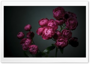 Dick Koster Roses Cluster in Bloom, Dark 4K UHD Wallpaper for Widescreen and UltraWide Desktop, UltraHD TV, Smartphone, Tablet