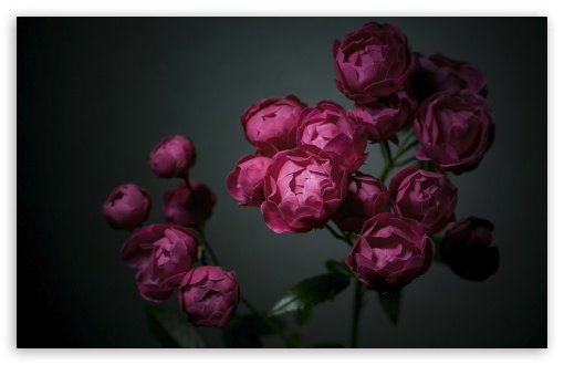 Dick Koster Roses Cluster in Bloom, Dark 4K UHD Wallpaper for Widescreen and UltraWide Desktop, UltraHD TV, Smartphone, Tablet Dick Koster Roses Cluster in Bloom, Dark UltraHD Wallpaper for UHD 16:9 ; HD 16:9 ; UltraWide 21:9 24:10 32:9 32:10 ; Widescreen 16:10 5:3 ; Fullscreen 4:3 5:4 3:2 ; Tablet 1:1 ; Mobile 9:16 9:19.5 9:20 9:21 9:22 10:16 2:3 3:5 3:4 ; Dual 16:10 5:3 16:9 4:3 5:4 3:2 ; Triple 16:10 5:3 16:9 4:3 5:4 3:2 ;