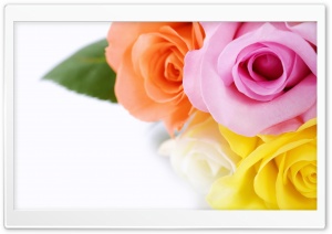 Different Colours Roses Ultra HD Wallpaper for 4K UHD Widescreen desktop, tablet & smartphone