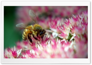 Diligent Bee Ultra HD Wallpaper for 4K UHD Widescreen desktop, tablet & smartphone