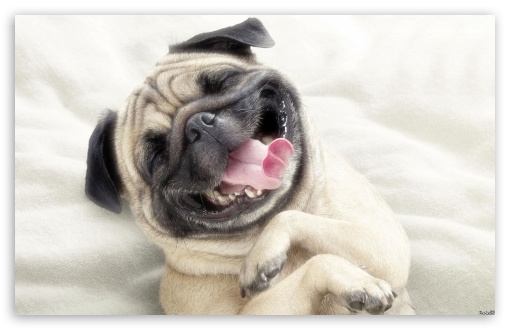 Dog8 UltraHD Wallpaper for Widescreen 16:10 ;