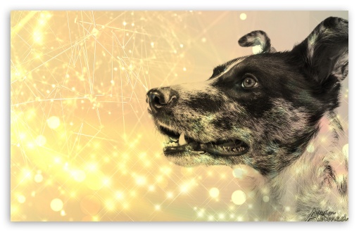 Dog UltraHD Wallpaper for Widescreen 16:10 ;