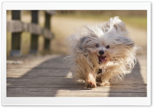 Dog 4K UHD Wallpaper for Widescreen and UltraWide Desktop, UltraHD TV, Smartphone, Tablet
