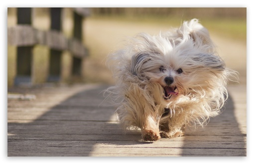 Dog UltraHD Wallpaper for Widescreen 16:10 ;