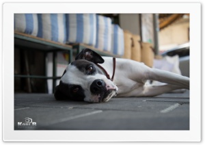 Dog Ultra HD Wallpaper for 4K UHD Widescreen desktop, tablet & smartphone
