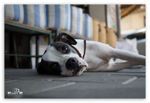 Dog UltraHD Wallpaper for Fullscreen 3:2 ;