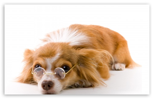 Dog UltraHD Wallpaper for Widescreen 16:10 ;