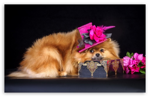 dog 9 UltraHD Wallpaper for Widescreen 16:10 ;