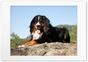 Dog 4K UHD Wallpaper for Widescreen and UltraWide Desktop, UltraHD TV, Smartphone, Tablet