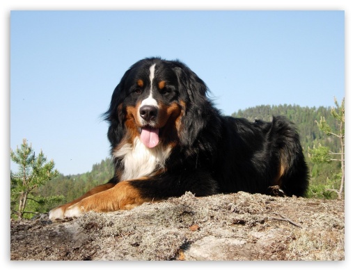 Dog UltraHD Wallpaper for Fullscreen 4:3 ;