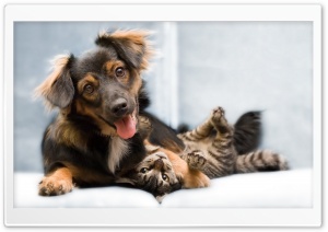 Dog And Cat Friendship Ultra HD Wallpaper for 4K UHD Widescreen desktop, tablet & smartphone