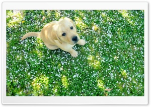 Dog And Spring Ultra HD Wallpaper for 4K UHD Widescreen desktop, tablet & smartphone