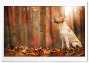 Dog Autumn Ultra HD Wallpaper for 4K UHD Widescreen desktop, tablet & smartphone