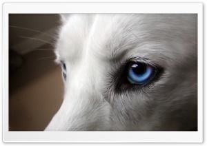 Dog Blue Eyes Closeup Ultra HD Wallpaper for 4K UHD Widescreen Desktop, Lockscreen, Screensaver, TV, Tablet, Smartphone