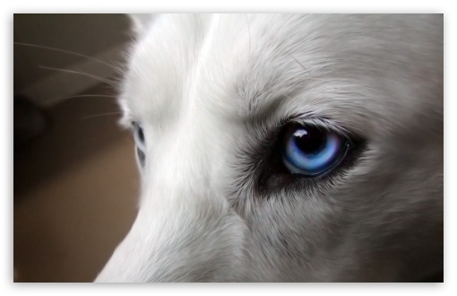 Dog Blue Eyes Closeup UltraHD Wallpaper for HD 16:9 ; Widescreen 16:10 5:3 ; Fullscreen 4:3 5:4 3:2 ; Tablet 1:1 ;