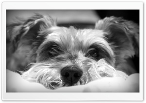Dog B&W Ultra HD Wallpaper for 4K UHD Widescreen desktop, tablet & smartphone