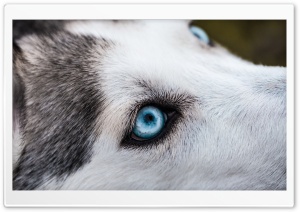 Dog Eye Ultra HD Wallpaper for 4K UHD Widescreen desktop, tablet & smartphone