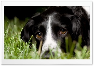 Dog In Grass Ultra HD Wallpaper for 4K UHD Widescreen desktop, tablet & smartphone