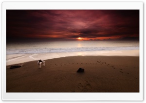 Dog On The Beach Ultra HD Wallpaper for 4K UHD Widescreen desktop, tablet & smartphone