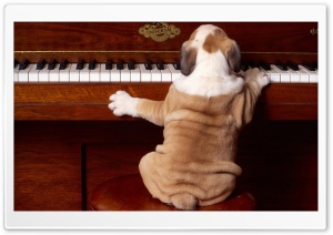 Dog Playing Piano Ultra HD Wallpaper for 4K UHD Widescreen desktop, tablet & smartphone