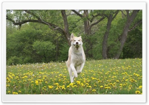 Dog Running Ultra HD Wallpaper for 4K UHD Widescreen desktop, tablet & smartphone