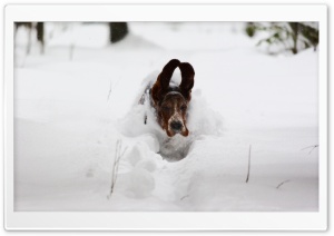 Dog Running In Snow Ultra HD Wallpaper for 4K UHD Widescreen desktop, tablet & smartphone