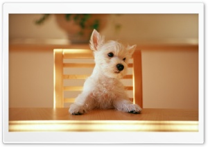Dog Sitting On A Chair At The Table Ultra HD Wallpaper for 4K UHD Widescreen desktop, tablet & smartphone