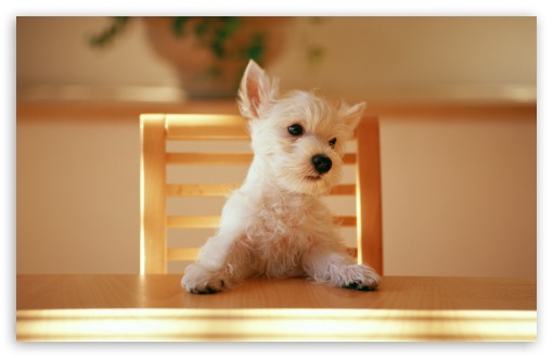 Dog Sitting On A Chair At The Table UltraHD Wallpaper for Wide 16:10 5:3 Widescreen WHXGA WQXGA WUXGA WXGA WGA ; 8K UHD TV 16:9 Ultra High Definition 2160p 1440p 1080p 900p 720p ; Standard 4:3 5:4 3:2 Fullscreen UXGA XGA SVGA QSXGA SXGA DVGA HVGA HQVGA ( Apple PowerBook G4 iPhone 4 3G 3GS iPod Touch ) ; Tablet 1:1 ; iPad 1/2/Mini ; Mobile 4:3 5:3 3:2 16:9 5:4 - UXGA XGA SVGA WGA DVGA HVGA HQVGA ( Apple PowerBook G4 iPhone 4 3G 3GS iPod Touch ) 2160p 1440p 1080p 900p 720p QSXGA SXGA ;