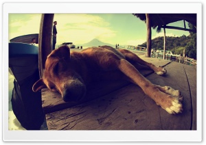 Dog Sleeping On A Pontoon Ultra HD Wallpaper for 4K UHD Widescreen desktop, tablet & smartphone