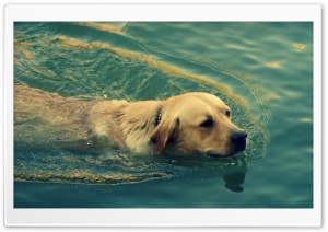 Dog Swimming Ultra HD Wallpaper for 4K UHD Widescreen desktop, tablet & smartphone