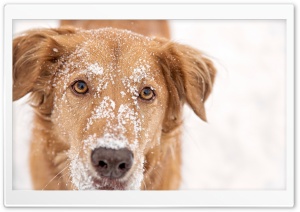Dog With Snow on Head Ultra HD Wallpaper for 4K UHD Widescreen desktop, tablet & smartphone